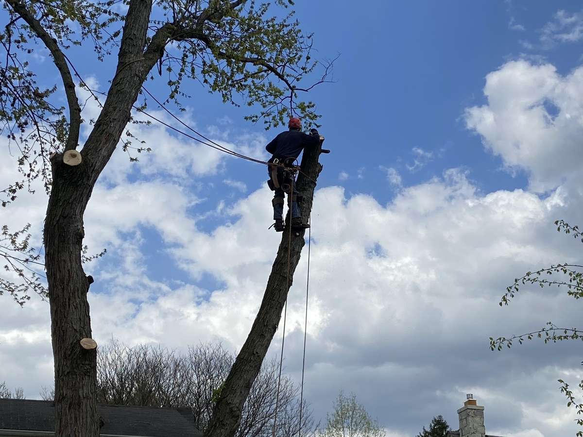 A tree worker climbing high in a mature tree against a bright Detroit sky.