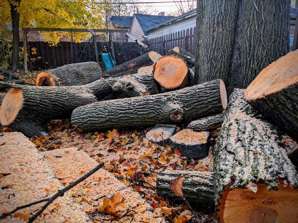 Freshly cut tree logs lie beside a fence in a Detroit yard.