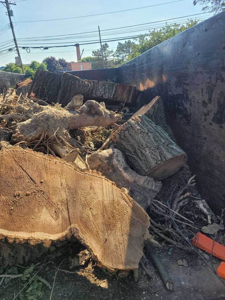A large uprooted tree and root ball lie in a fenced yard after removal.